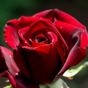 Роза Черный принц(чайно-гибридная)
