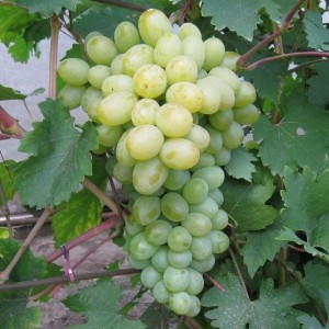 Виноград Богатяновский (Средний/Белый)