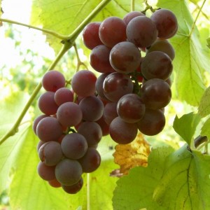 Виноград Лидия (Средний/Красный)