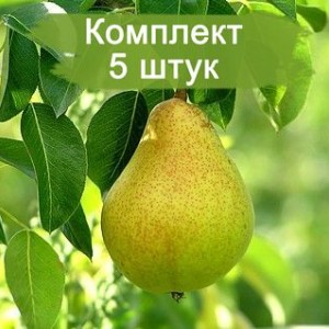 Комплект 5шт / Груша Осенняя Яковлева