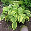 Саженцы хосты Антиох (Hosta Antioch) -  5 шт.