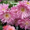 Саженцы Хризантемы Метеорит - 5 шт.: фото и описание