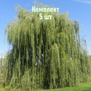 Комплект 5шт / Ива плакучая Памяти Миндовского