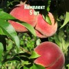 Комплект 5шт / Персик Стартовый: фото и описание