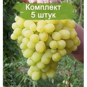 Комплект 5шт / Виноград Лора (Ранний/Белый)