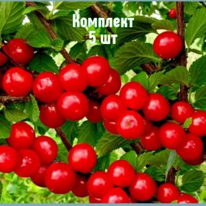 Комплект 5шт / Вишня войлочная Восторг