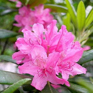 Рододендрон Гаага (розовый)